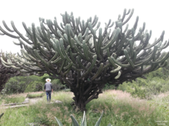 Myrtillocactus geometrizans