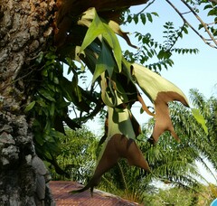 Platycerium stemaria