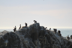 Phalacrocorax punctatus