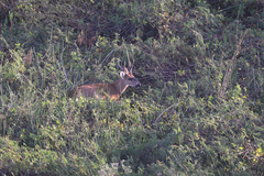 Blastocerus dichotomus