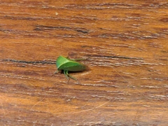 Spissistilus festinus