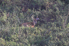 Blastocerus dichotomus