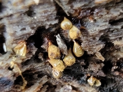 Hemitrichia