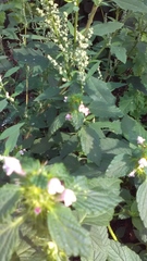 Galeopsis bifida