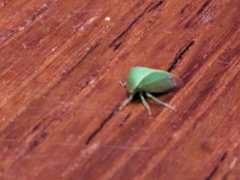 Spissistilus festinus