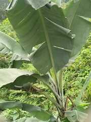 Musa
