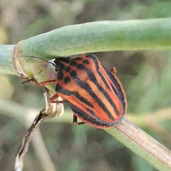 Graphosoma semipunctatum