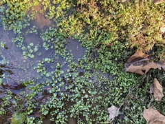 Hydrocotyle ranunculoides