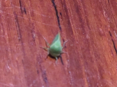 Spissistilus festinus