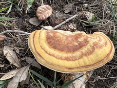 Ganoderma curtisii