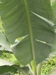 Musa