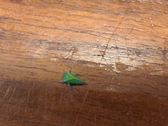 Spissistilus festinus