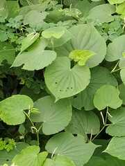 Dioscorea galeottiana