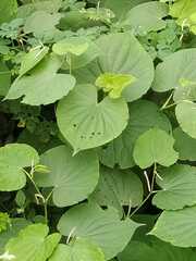 Dioscorea galeottiana