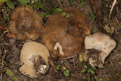 Lyophyllum loricatum