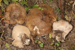 Lyophyllum loricatum