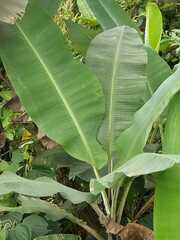 Musa