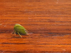 Spissistilus festinus