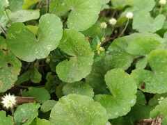 Hydrocotyle nepalensis
