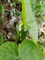 Dioscorea galeottiana