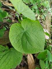 Dioscorea galeottiana