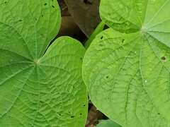 Dioscorea galeottiana