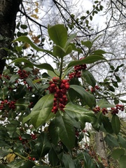 Ilex
