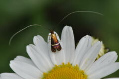 Adela australis