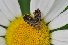 Anthophila fabriciana