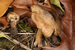 Inocybe dunensis