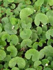 Hydrocotyle nepalensis