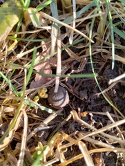 Sylvilagus floridanus