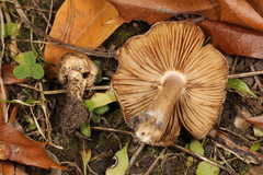 Inocybe dunensis