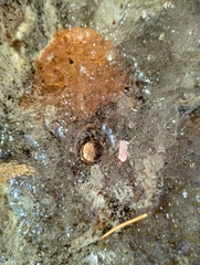 Sylvilagus floridanus