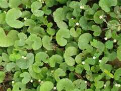 Hydrocotyle nepalensis