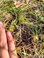 Sylvilagus floridanus