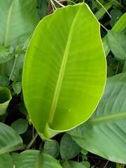 Calathea lutea
