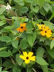 Thunbergia