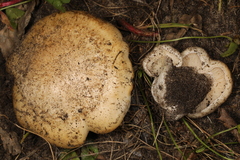 Lyophyllum