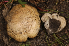 Lyophyllum
