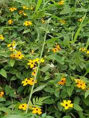 Thunbergia
