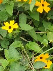 Thunbergia