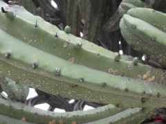 Myrtillocactus geometrizans