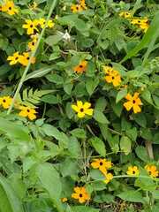Thunbergia