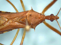 Rocconota annulicornis