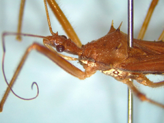 Rocconota annulicornis