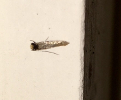 Curved-lined Homostinea Moth photo 4