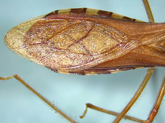 Rocconota annulicornis