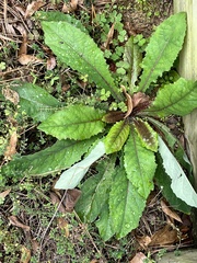 Sonchus asper