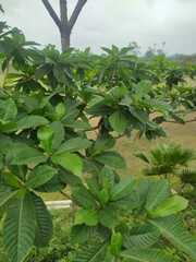 Genipa